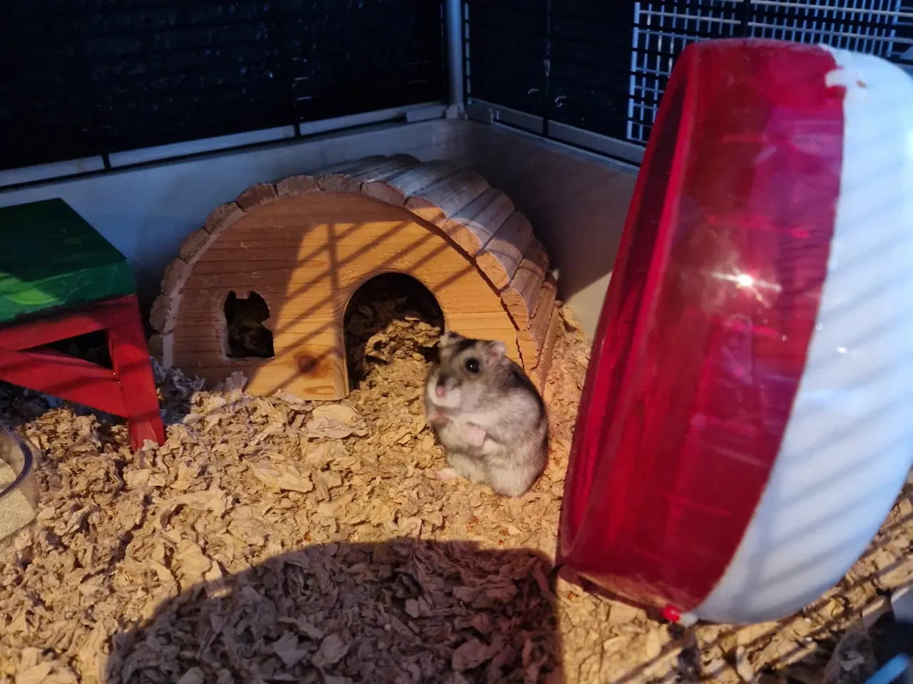 Billede 4 - Hamster med bur og andet tilbehør