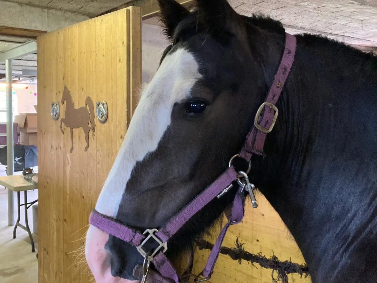 Billede 5 - Irish cob hoppe