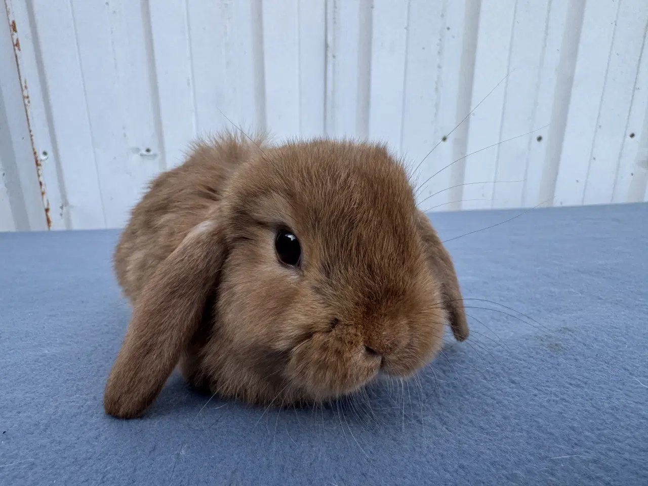 Billede 1 - Dværgvædder hunkanin