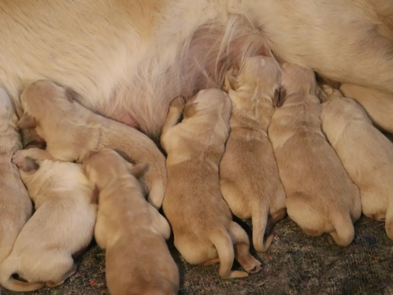 Billede 2 - Verdens smukkeste Golden Retriever hvalpe