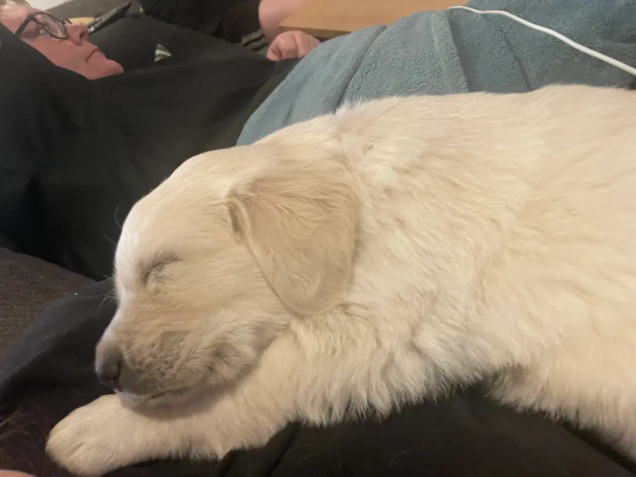 Billede 3 - Golden retriever hvalpe