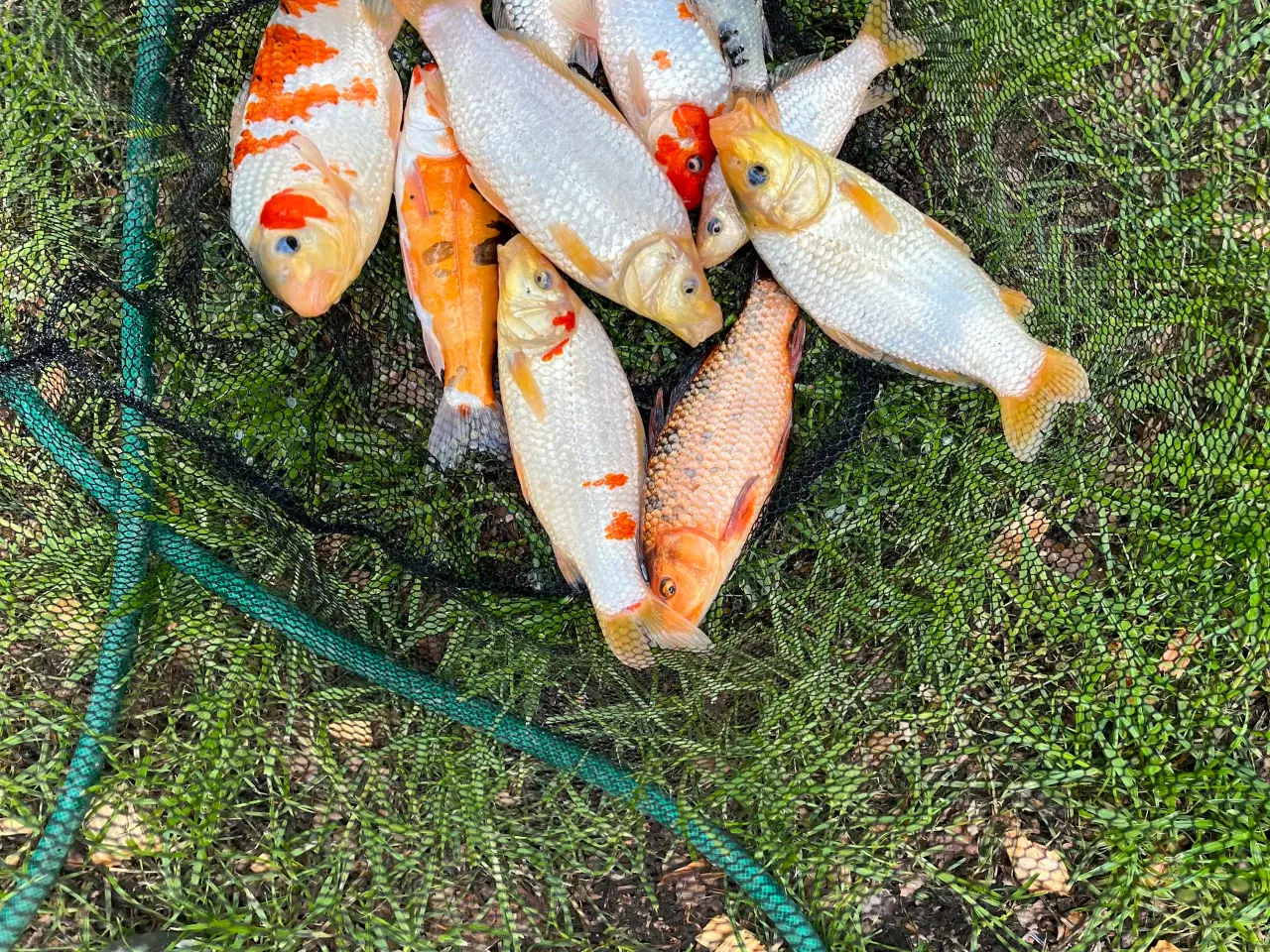 Billede 3 - Koi karper 
