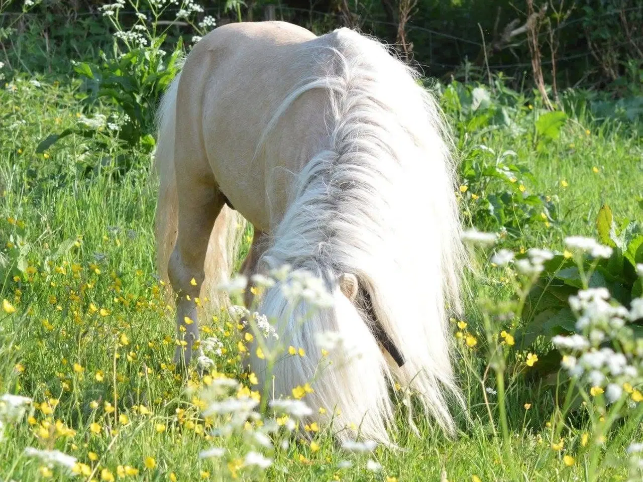 Billede 4 - Albert mini palomino 