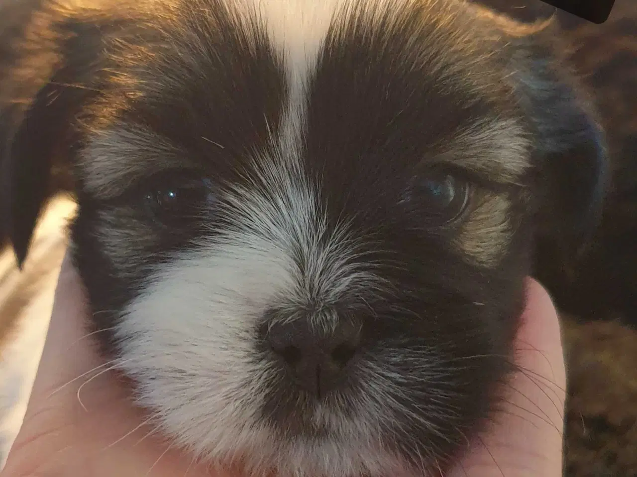 Billede 1 - Super lækre Lhasa Apso hvalpe 🐾💕