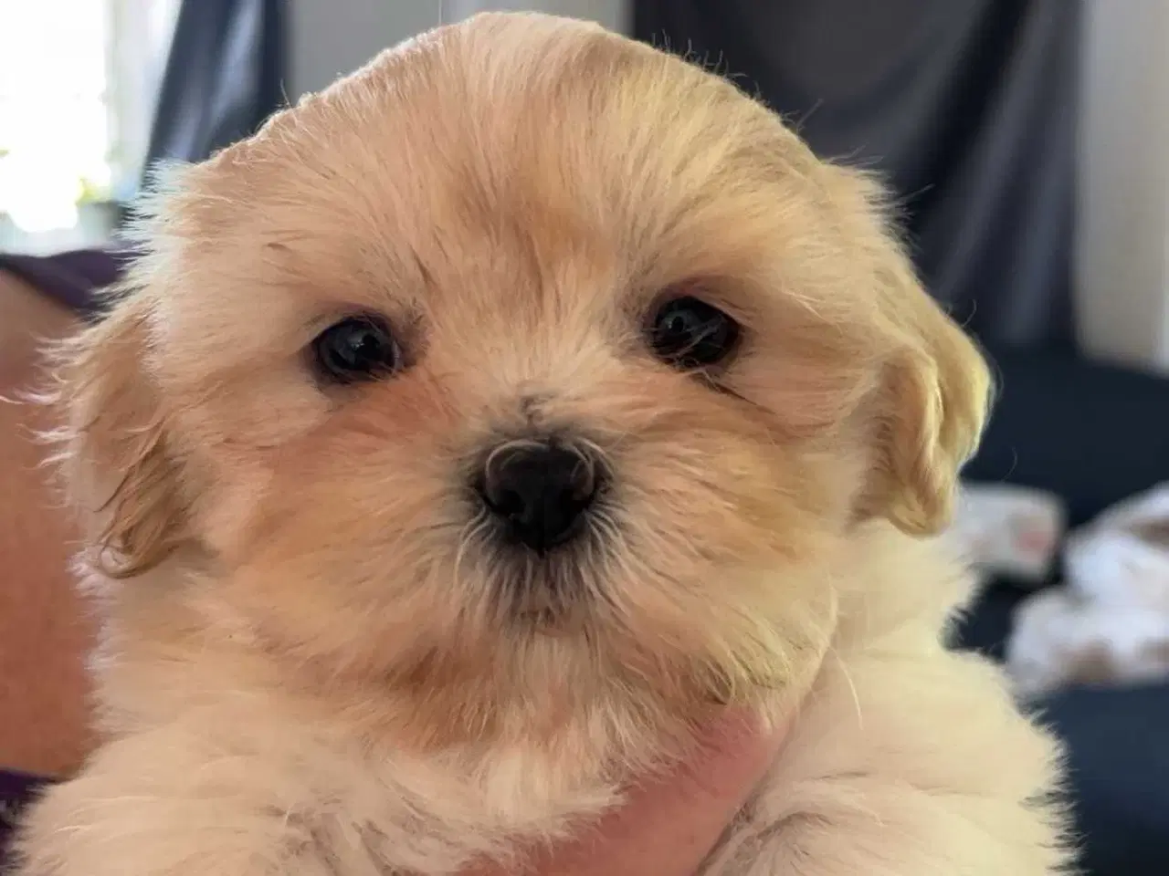Billede 4 - Shih tzu boomer