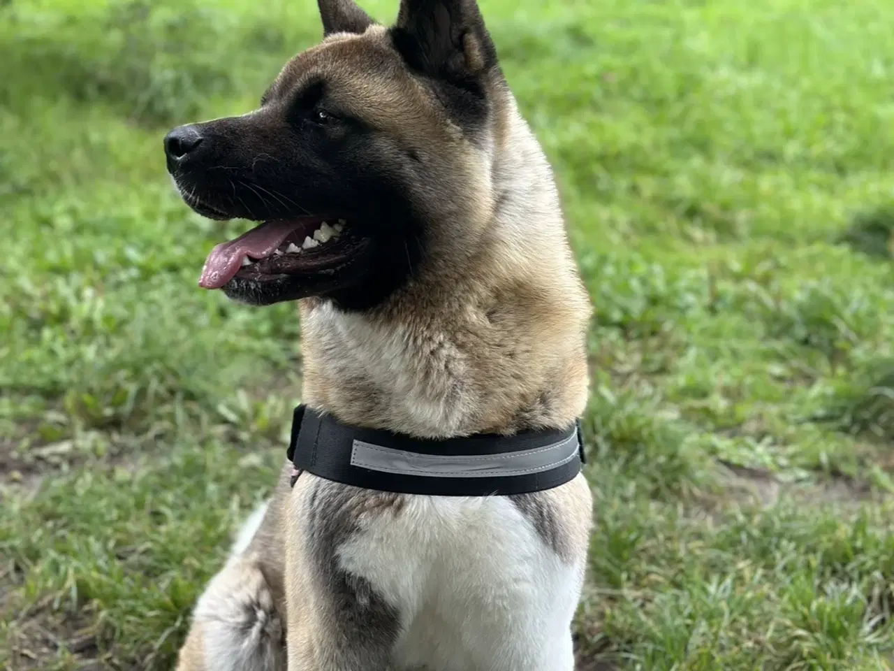 Billede 2 - Amerikansk Akita