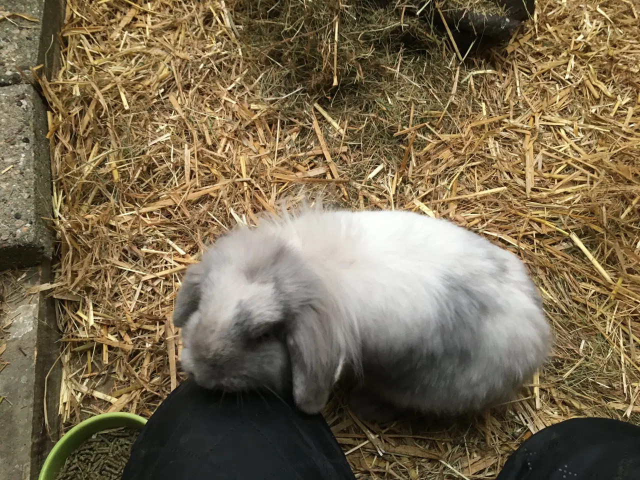 Billede 4 - Smuk Løvehoved pige på ca 7 mdr