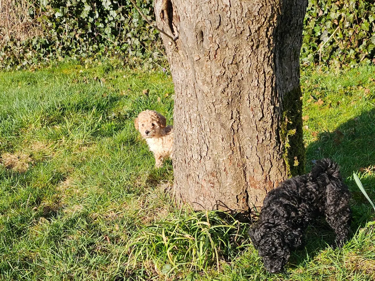 Billede 5 - Dværgpuddel hvalpe - hanner