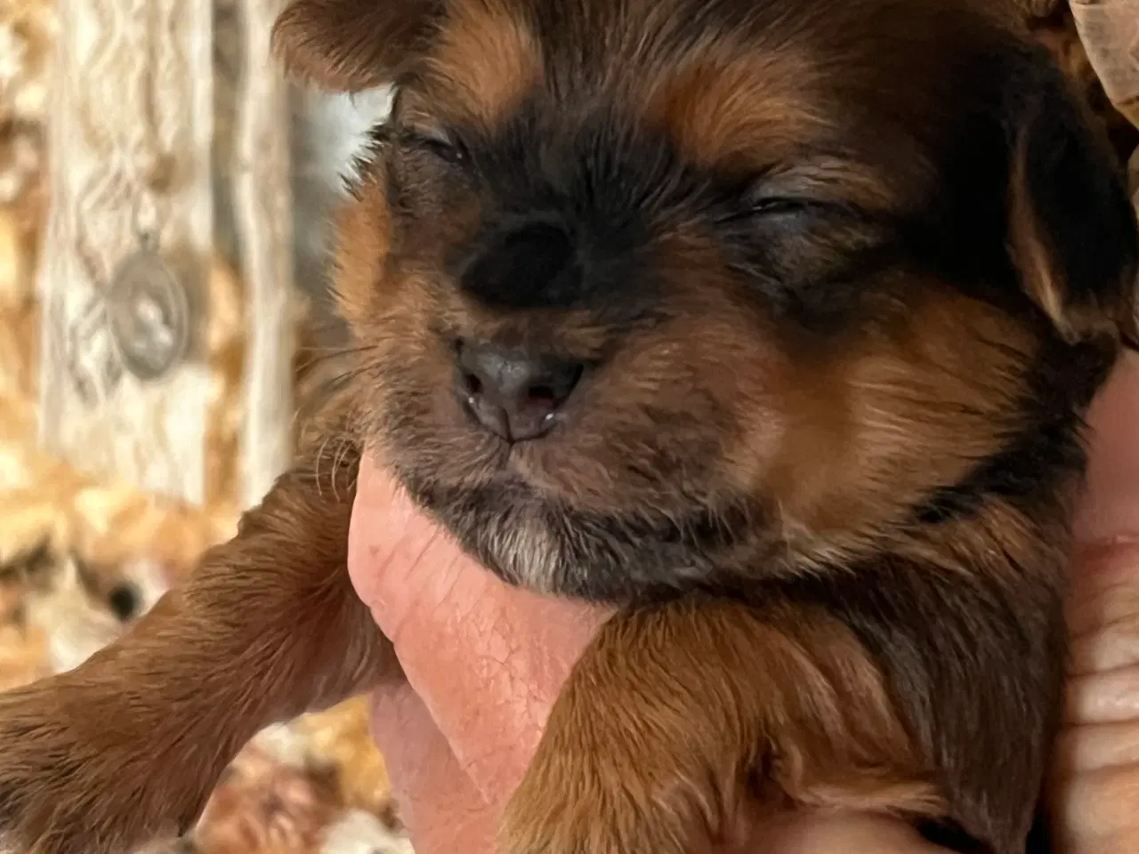 Billede 13 - ❣️Sødeste Bichon Havanais ❣️