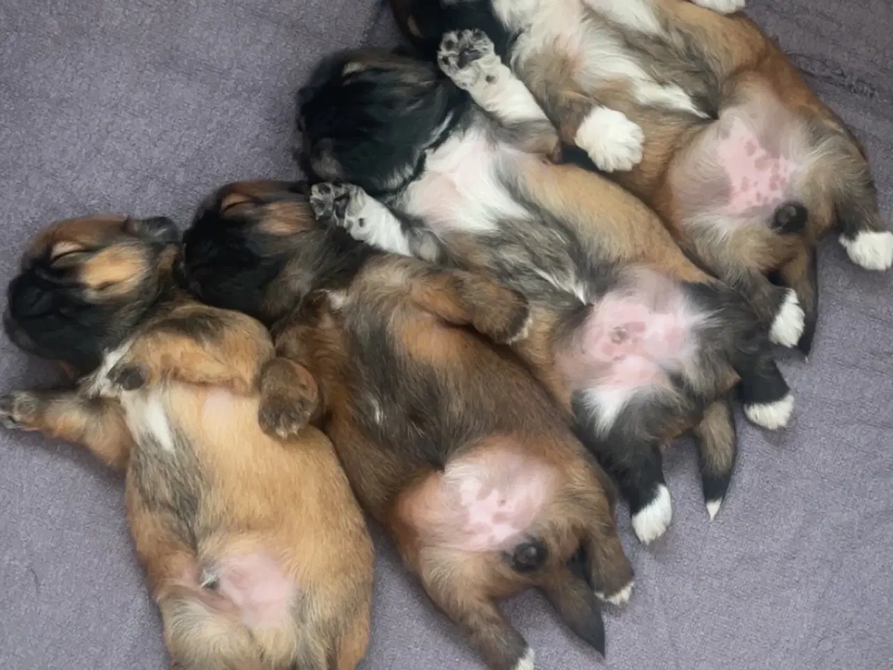 Billede 3 - Hvalpe- shizu/lhasa apso
