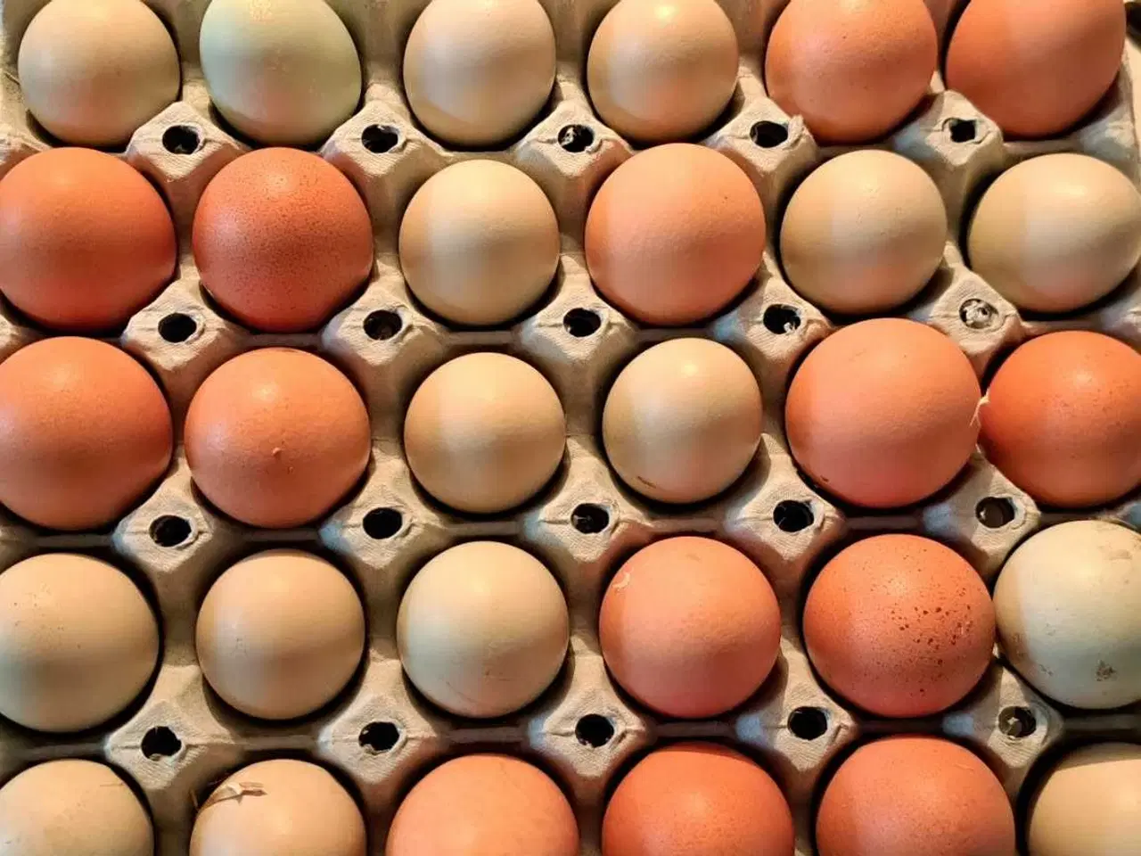 Billede 3 - Kyllinger