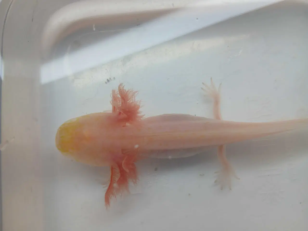 Billede 8 - Golden Mosaik axolotl 