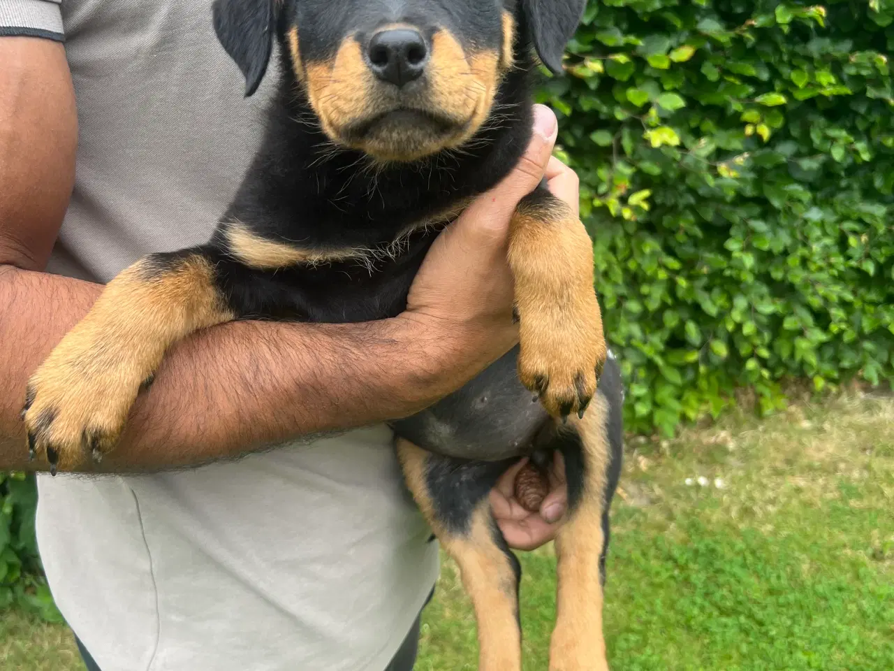 Billede 2 - Rottweiler 