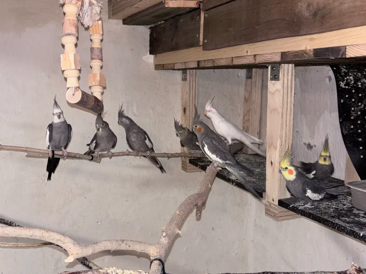 Billede 2 - Nymfer søger nyt hjem