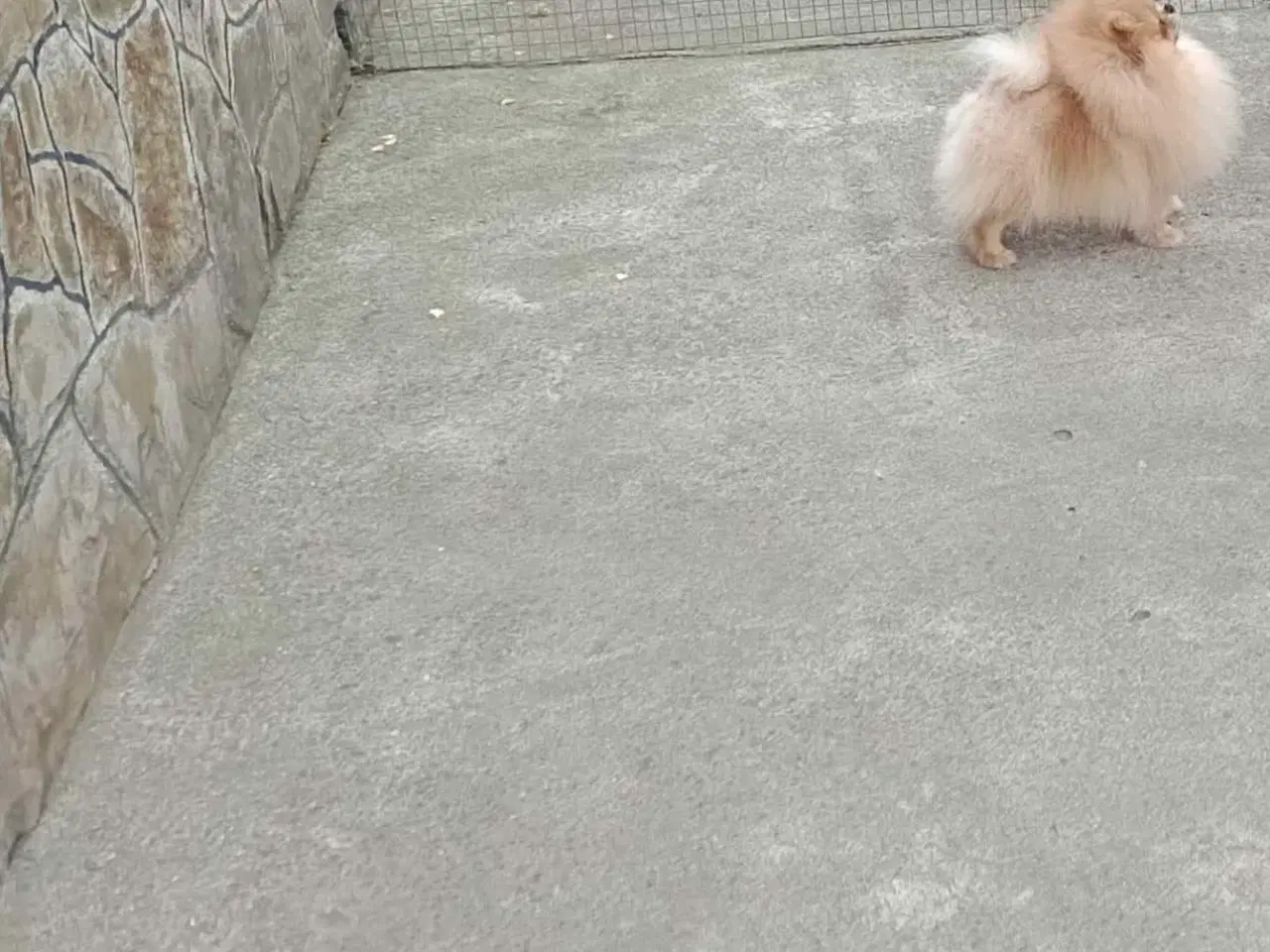 Billede 11 - Pomeranian hvalpe