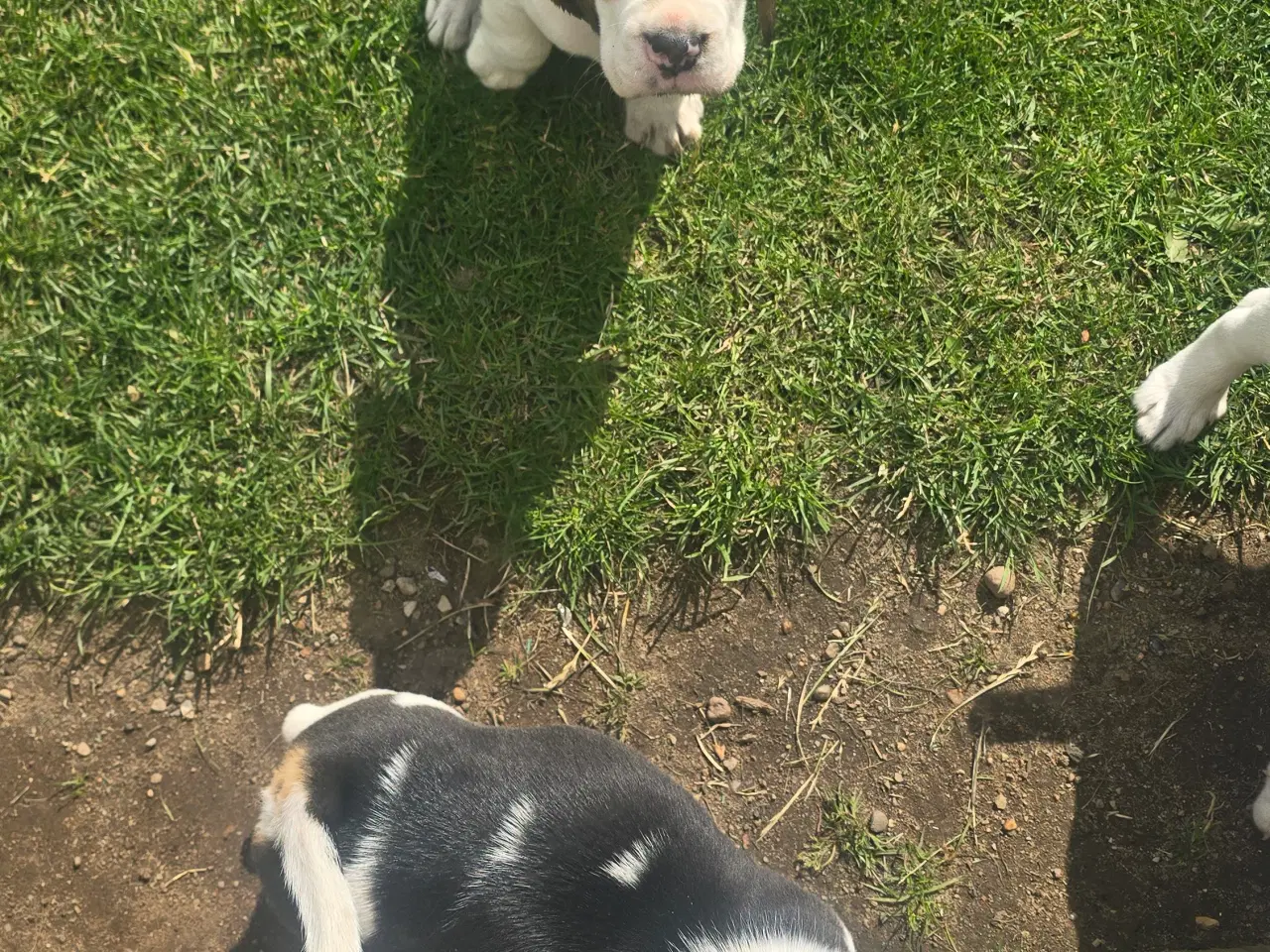 Billede 8 - Beagle tricolor