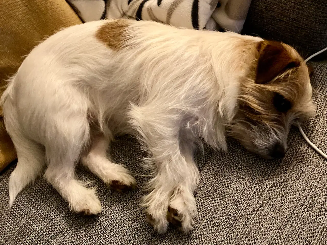 Billede 4 - Trofast følgesvend