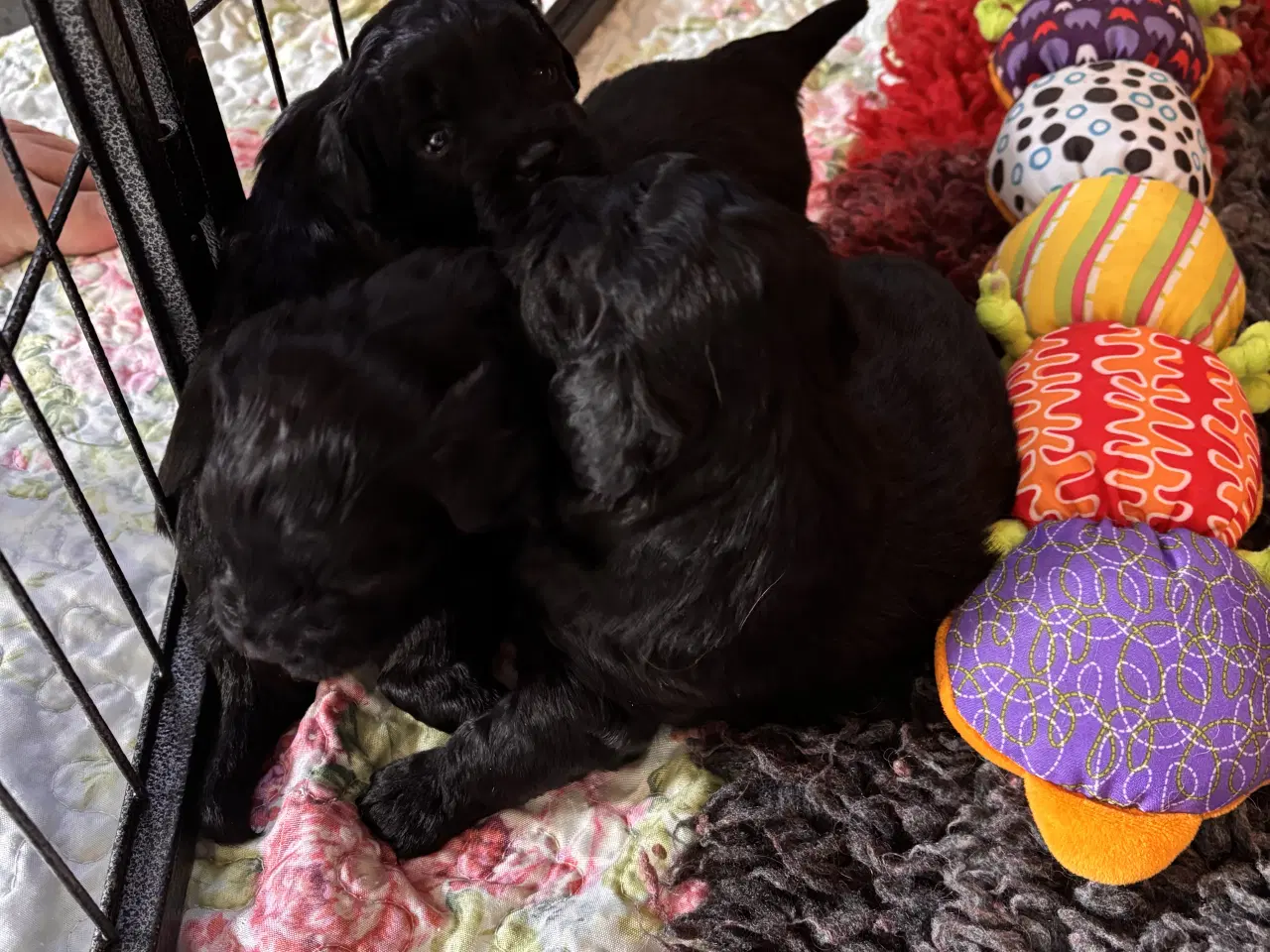 Billede 6 - Dejlige små bamser 💗