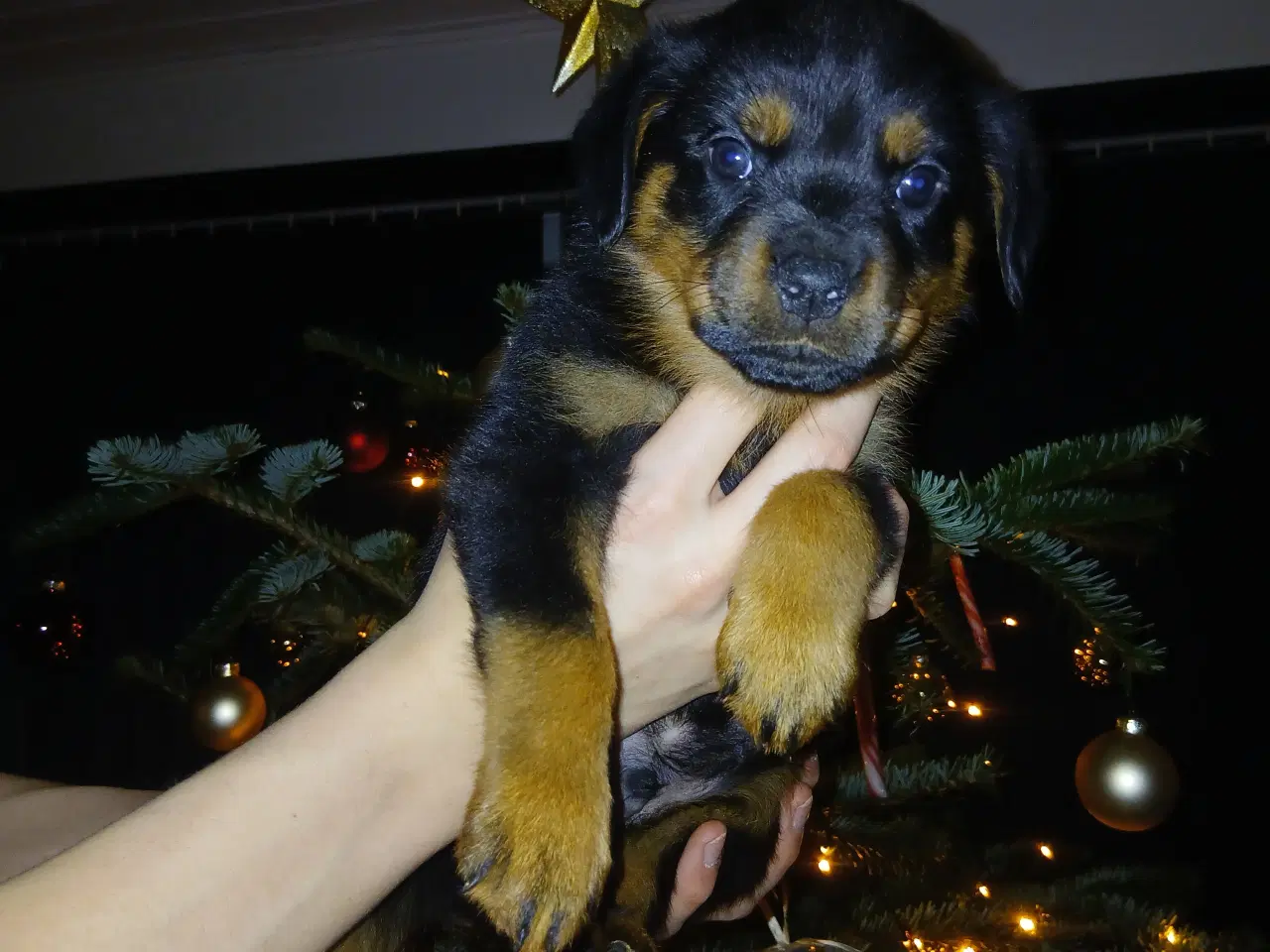 Billede 5 - Ægte Rottweiler 