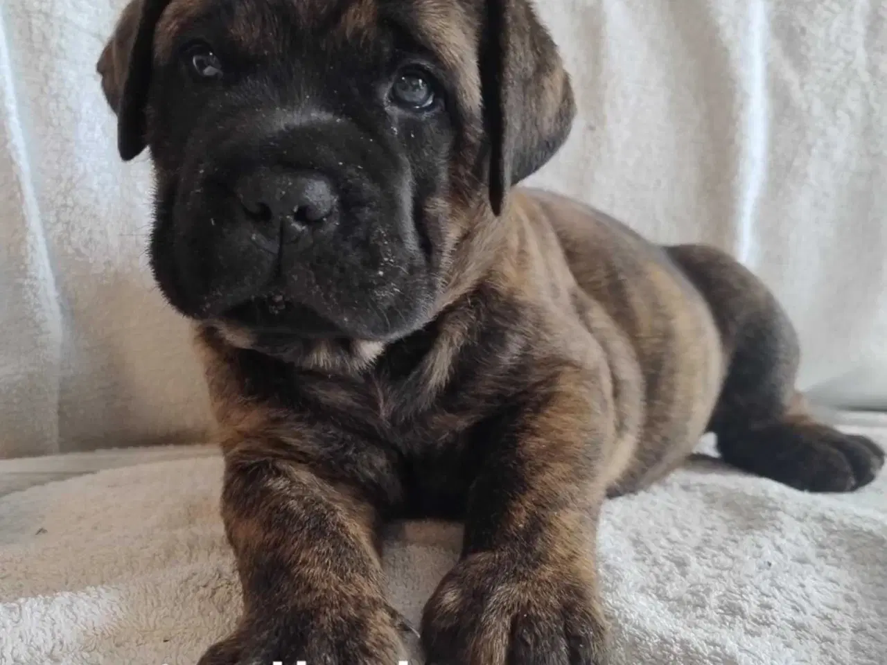 Billede 6 - Bullmastiff hvalpe, kan flytte 24. august