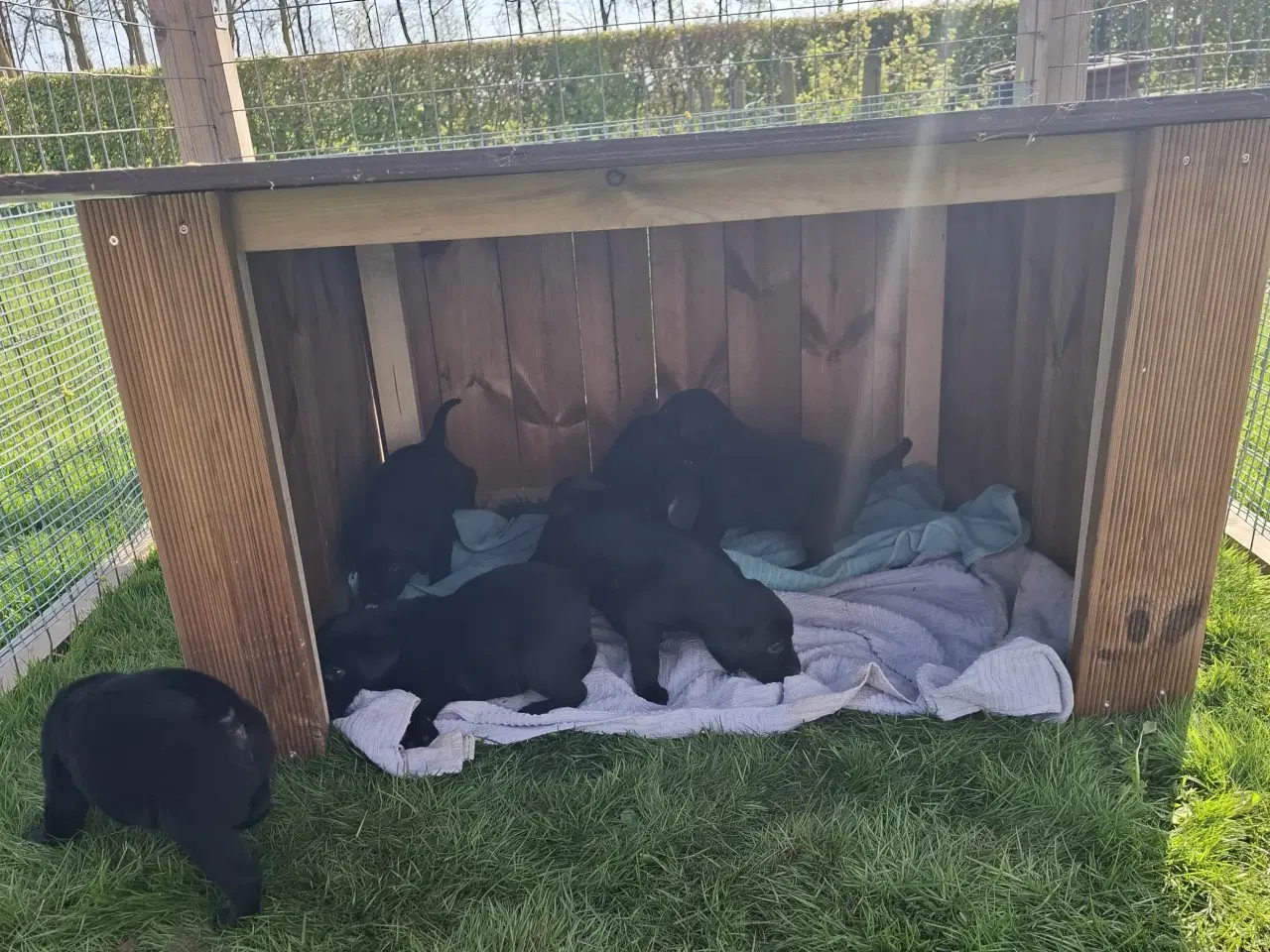 Billede 7 - Labrador hvalpe  4 uger 