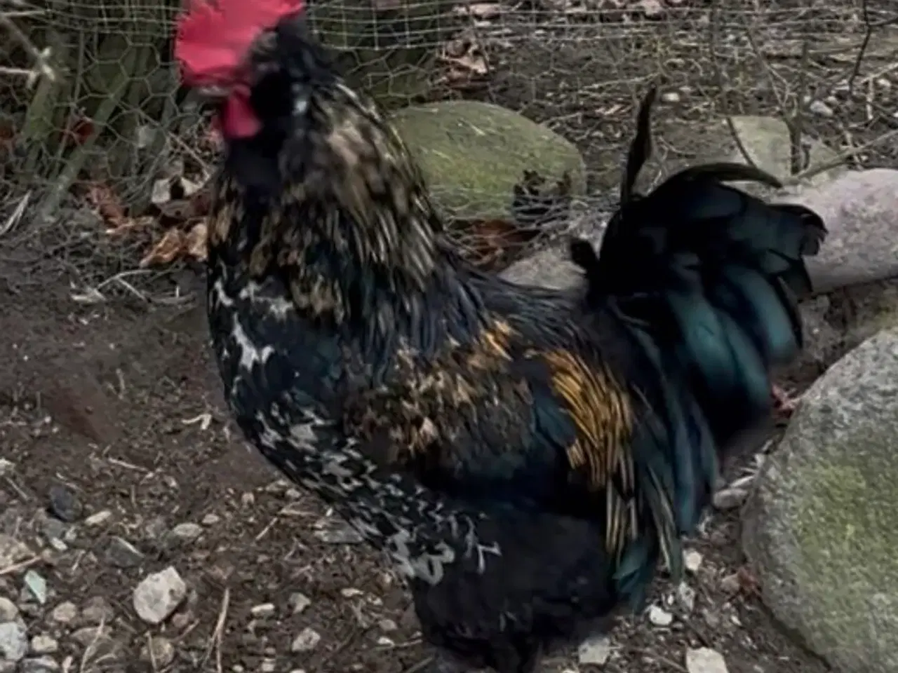 Billede 2 - Flot anderledes Special hane