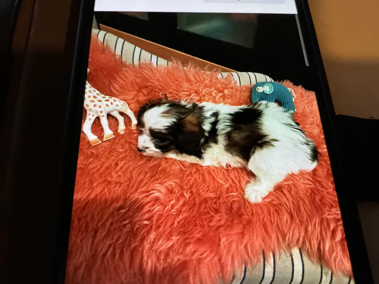 Billede 4 - Papipoo drenge