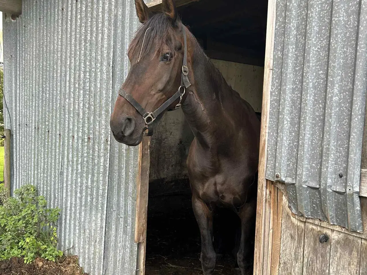Billede 2 - 🌟 Trakehner - Dansk  varmblod hoppe 🌟