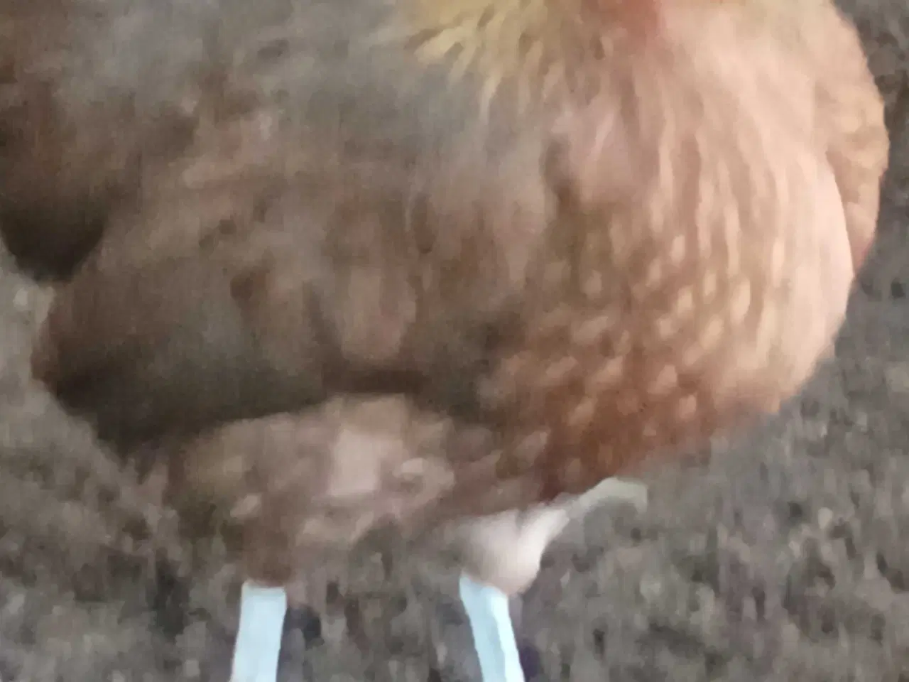 Billede 5 - Danske landhøns dværg