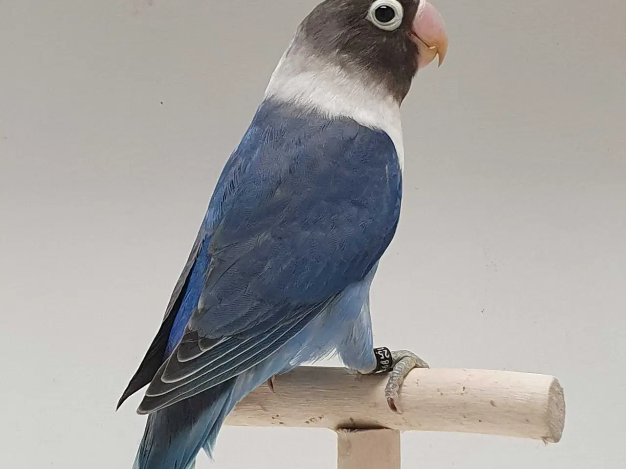 Billede 7 - Meget flot Sorthovedet dværgpapegøje