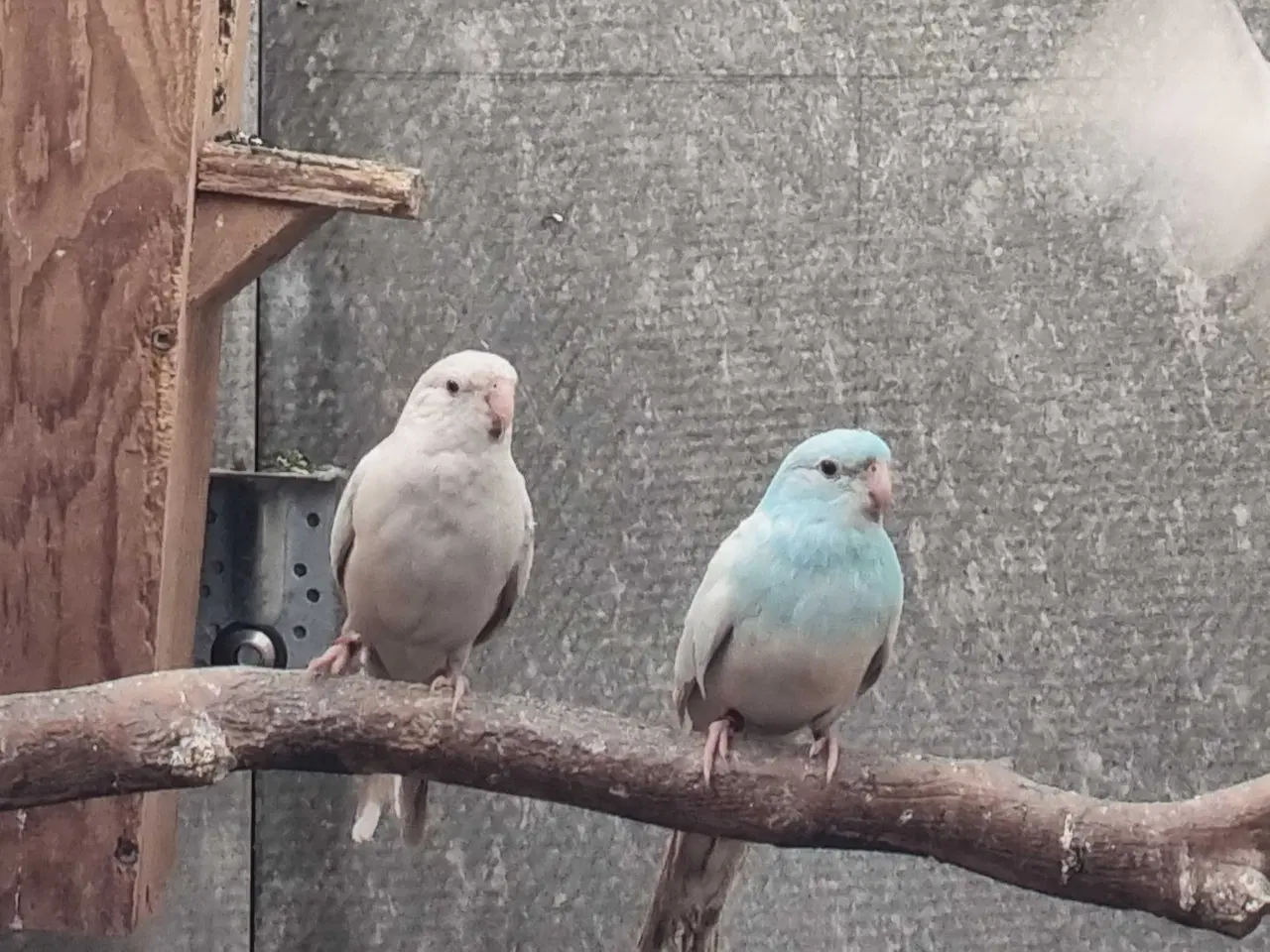 Billede 1 - Sangparakitter