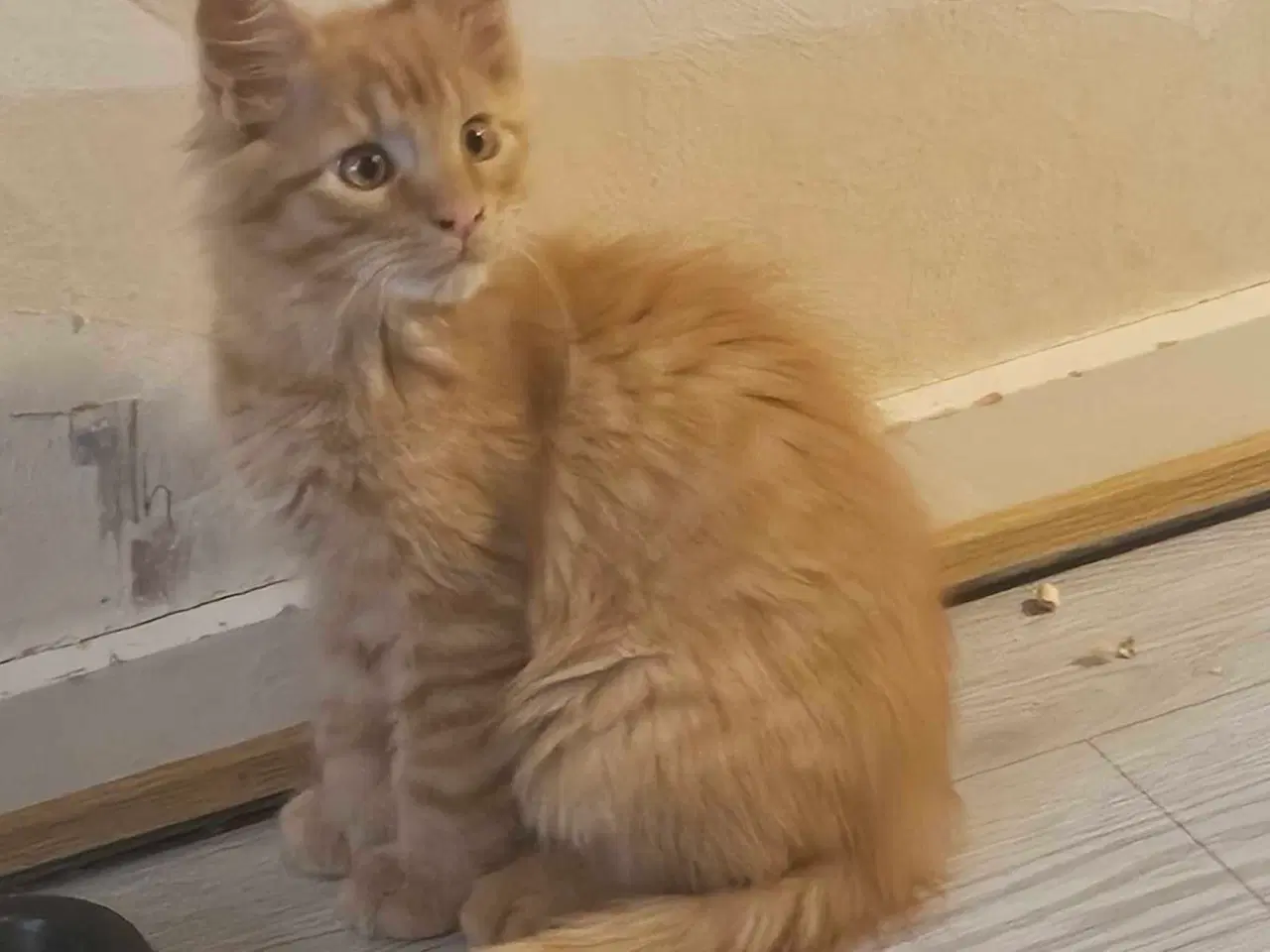 Billede 10 - Maine coon killinger uden stamtavle 