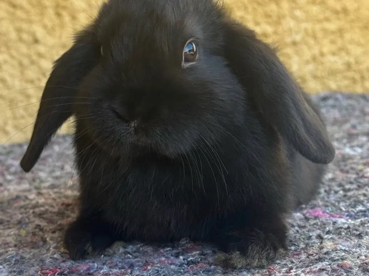 Billede 2 - Han Dværgvædder unger sælges 