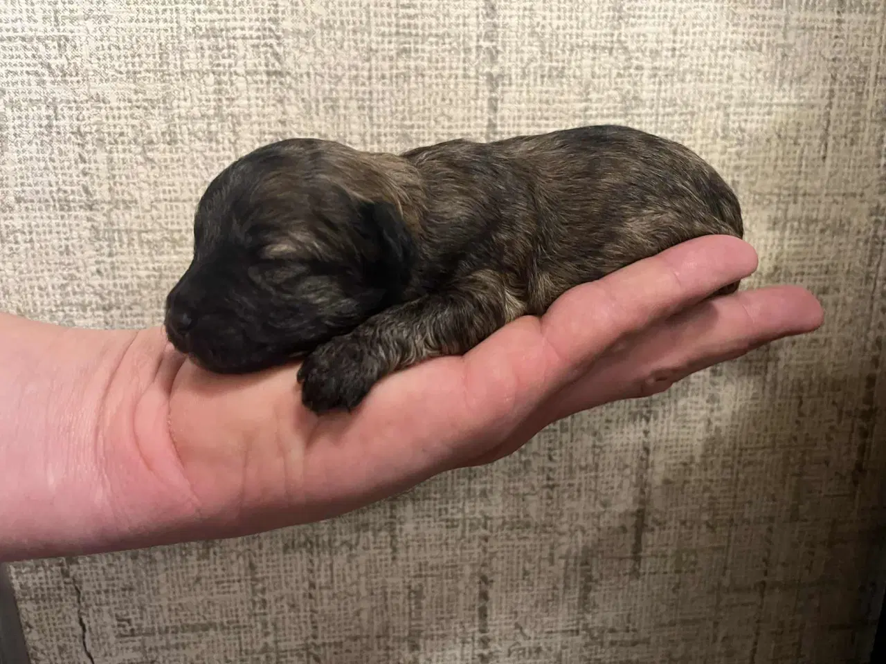 Billede 4 - Kun 2 lækre hanner tilbage. Små blandinger