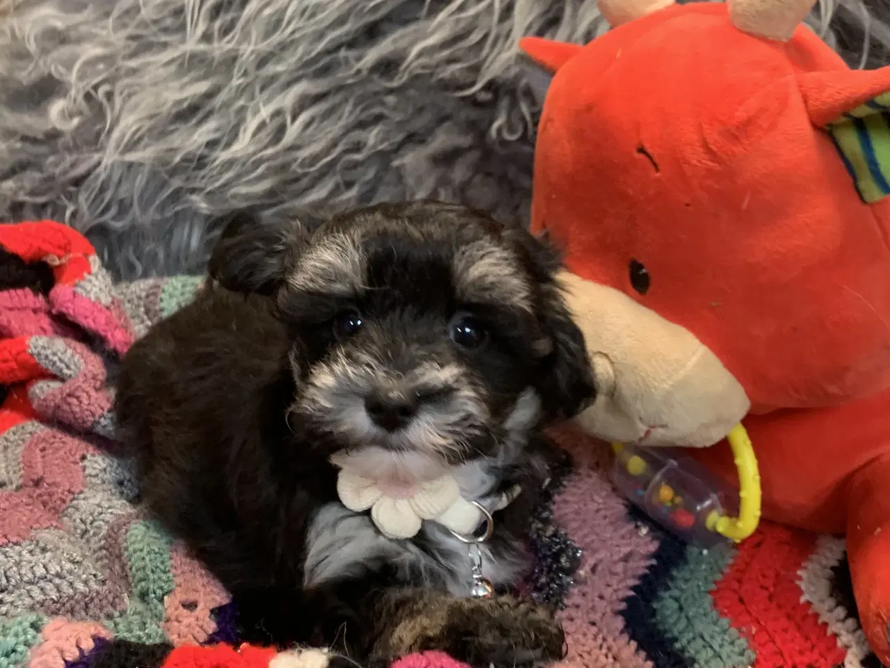 Billede 11 - Små fine Maltipoo babyer er rejseklar nu . 