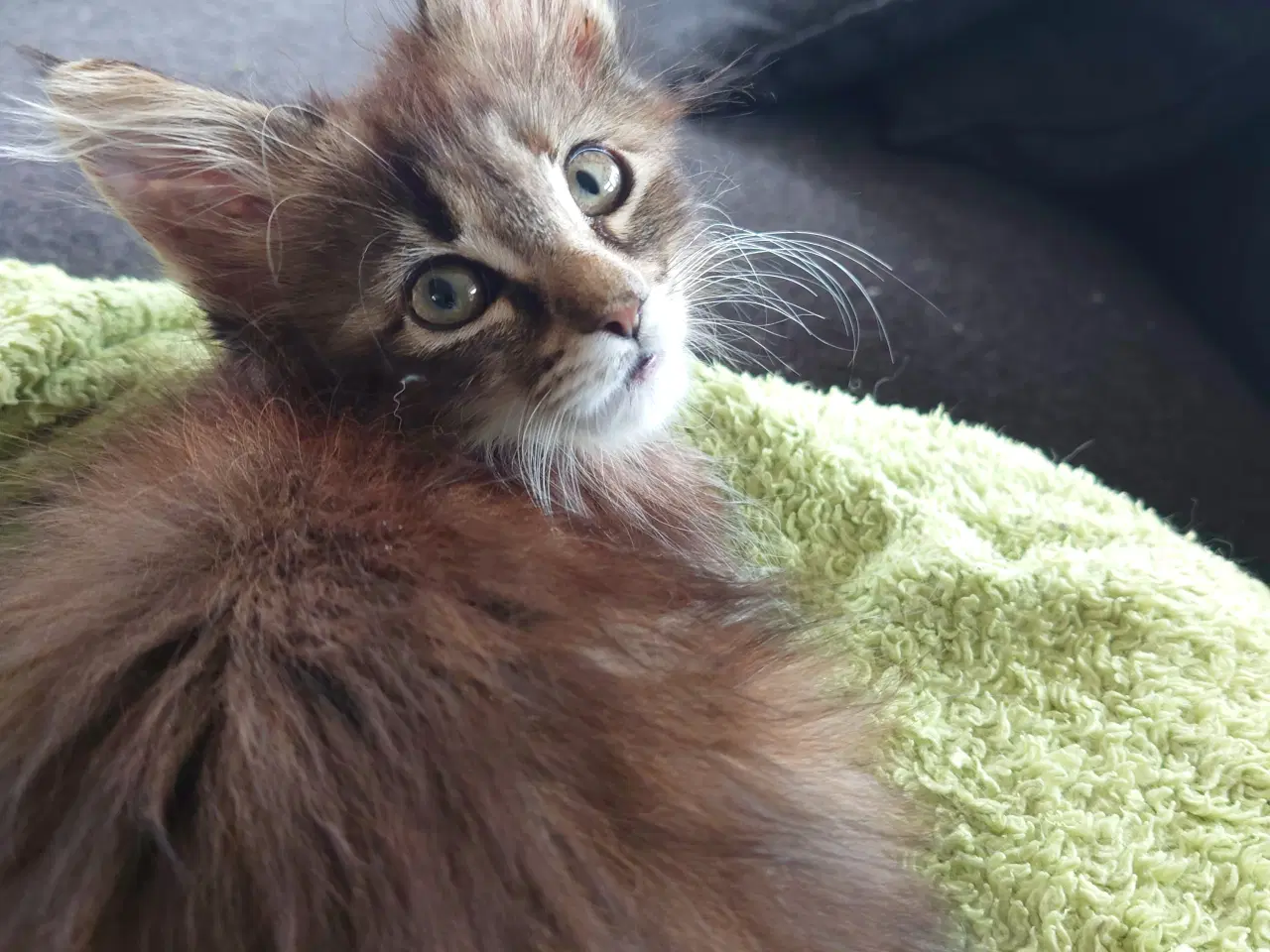 Billede 1 - Maine coon killinger, far ægte med tavle
