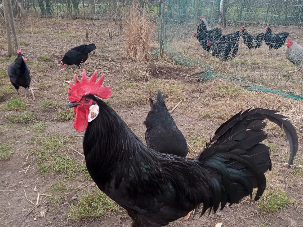 Billede 1 - Minorka rugeæg stor race