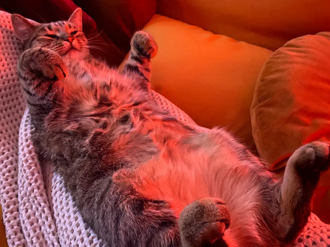 Billede 1 - Kat leder efter nyt hjem