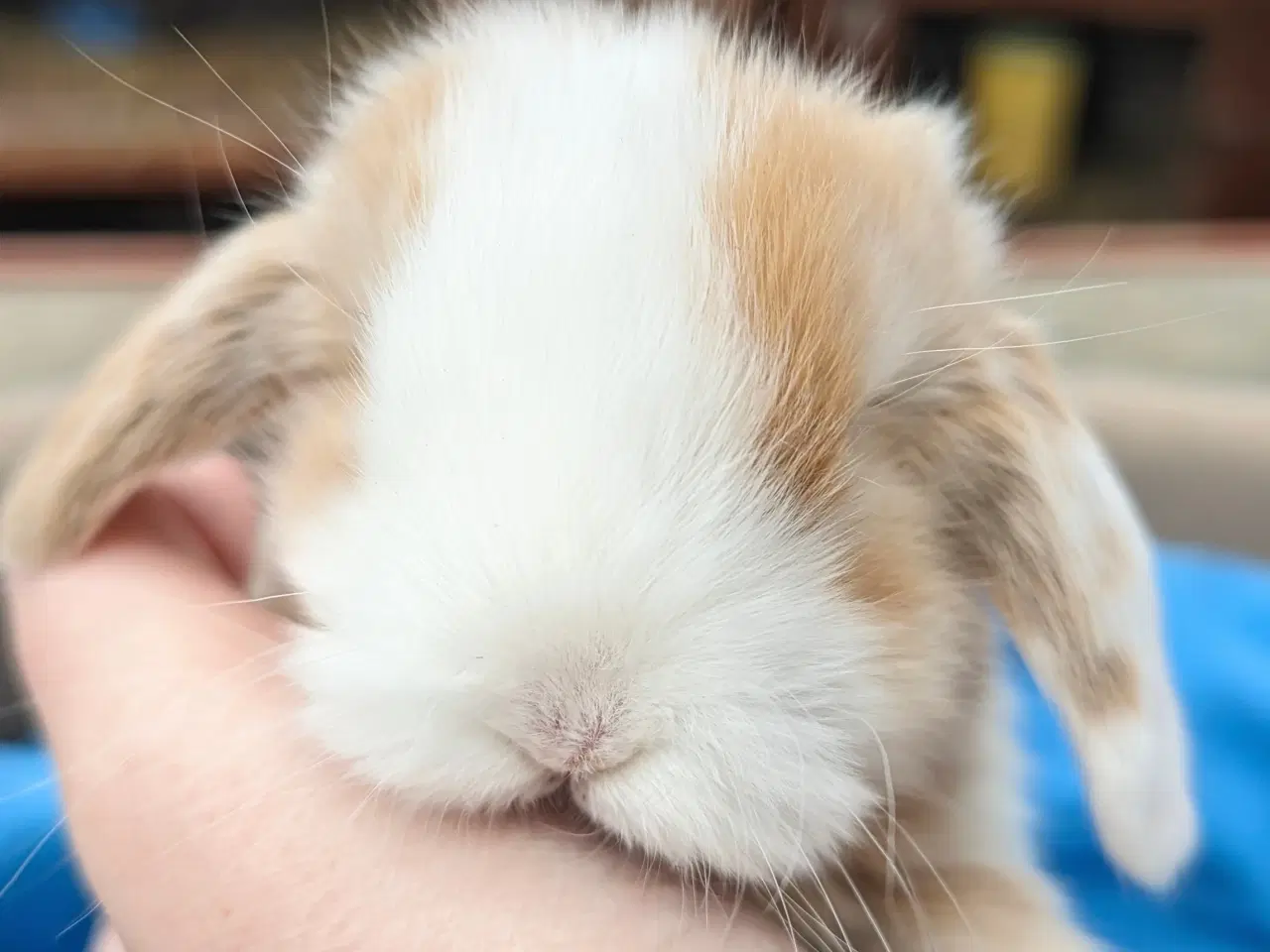 Billede 4 - Minilop kaninunge sælges