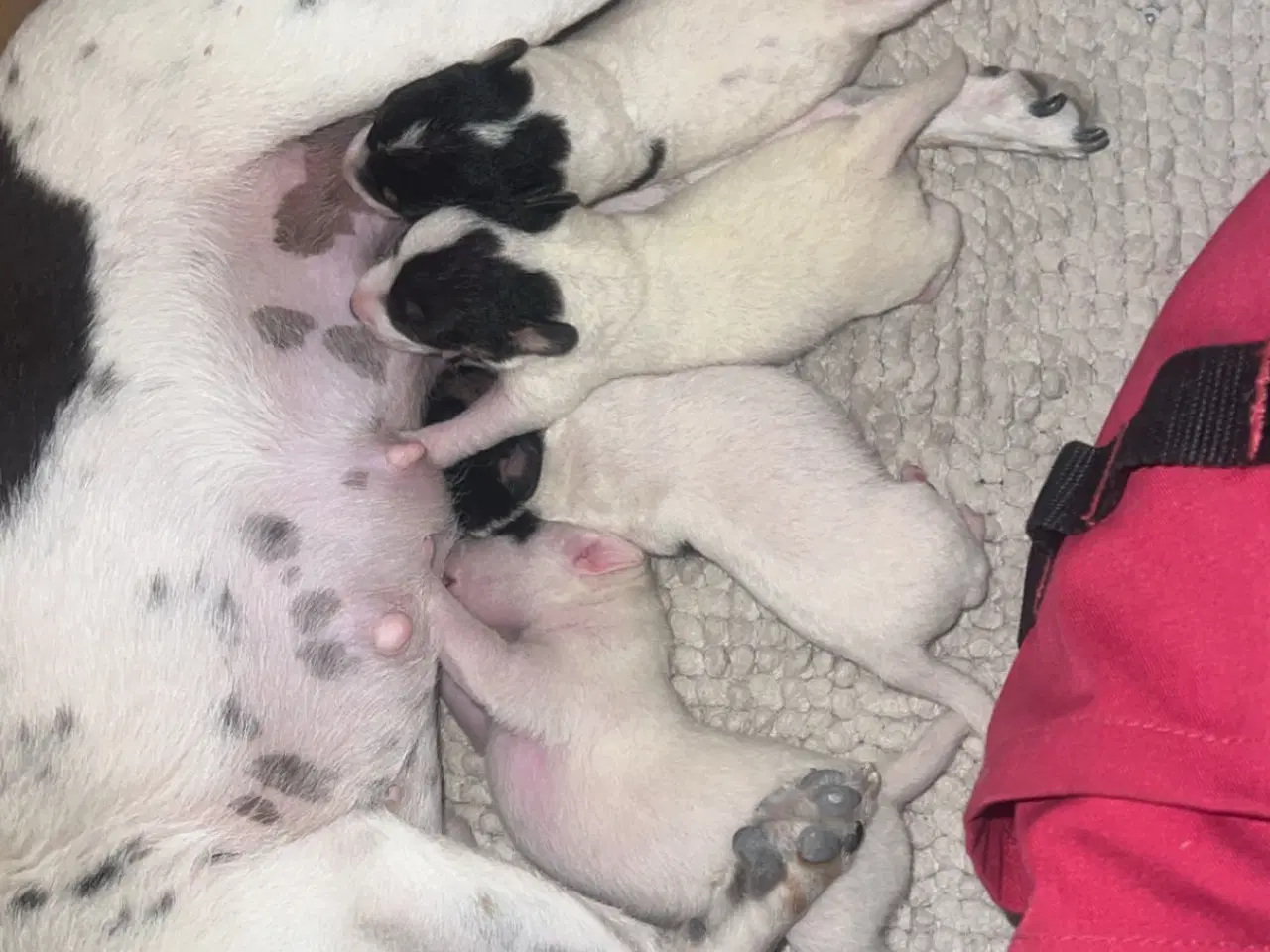 Billede 1 - Dansk svensk gårdhund 