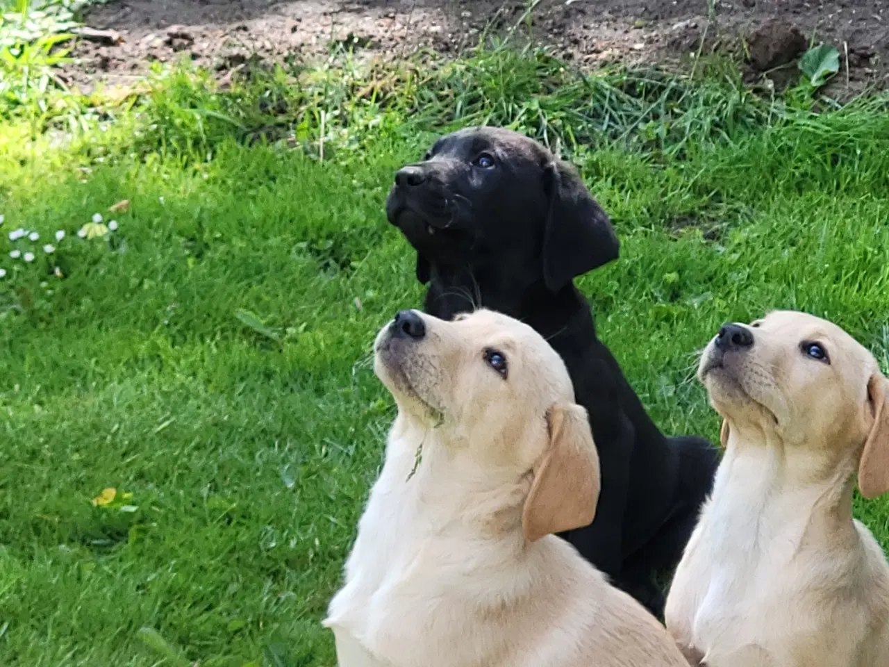 Billede 4 - Labrador retriver