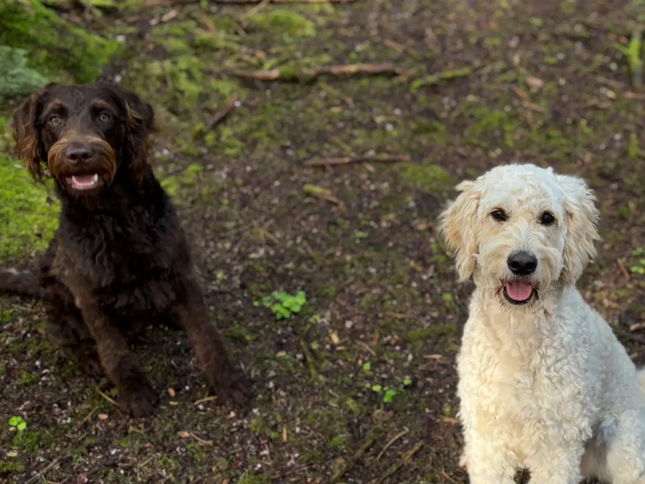 Billede 7 - Goldendoodlelab 1 tæve❤️ 2 hanner💙 tilbage