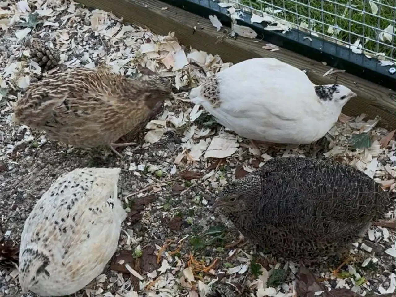 Billede 1 - 3 Jumbo vagtel høner sælges