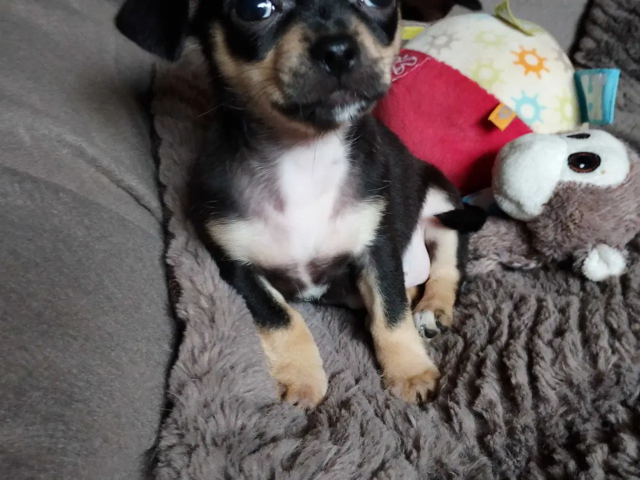 Billede 16 - Dejlige små race blandinge