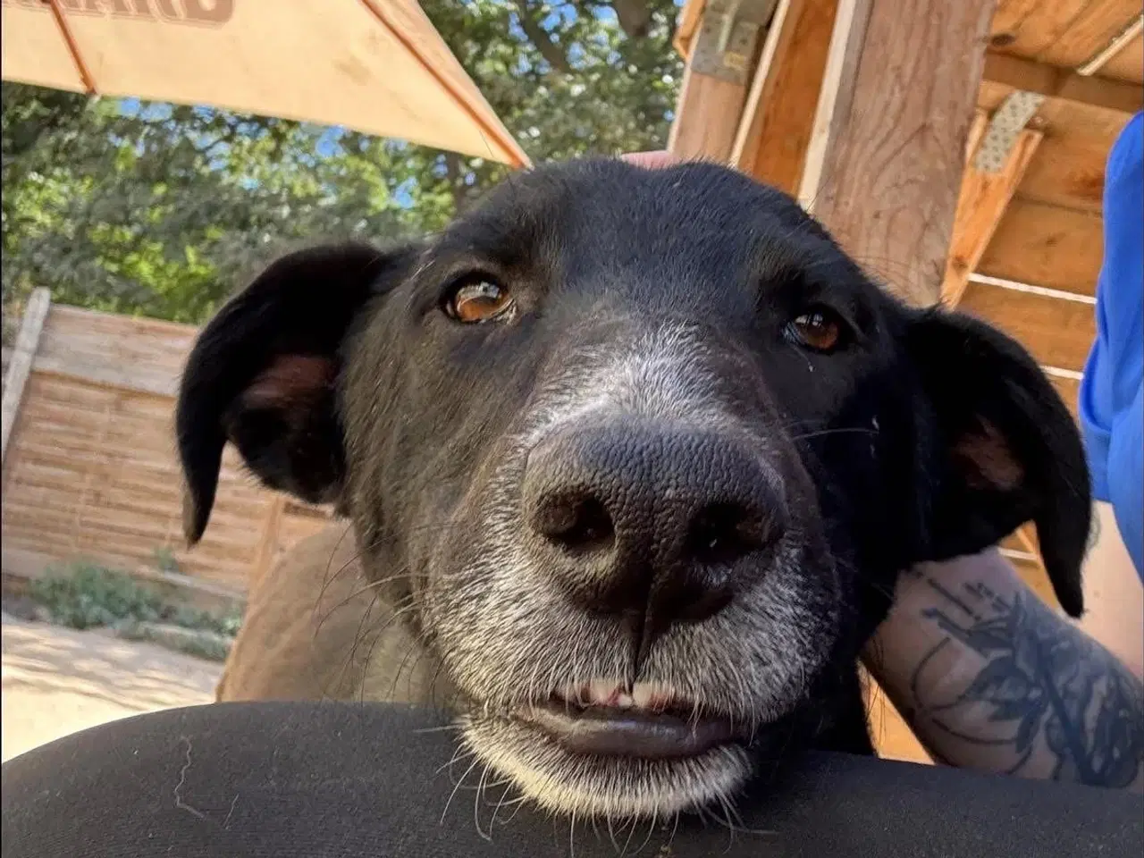 Billede 2 - Gadehunden Milio søger sin helt egen familie❤️
