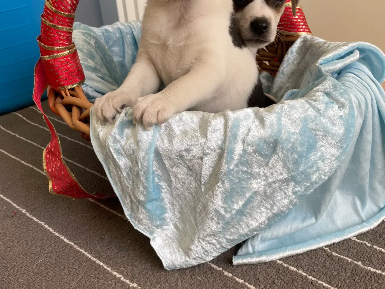 Billede 2 - Dansk svensk Gårdhund hvalpe 