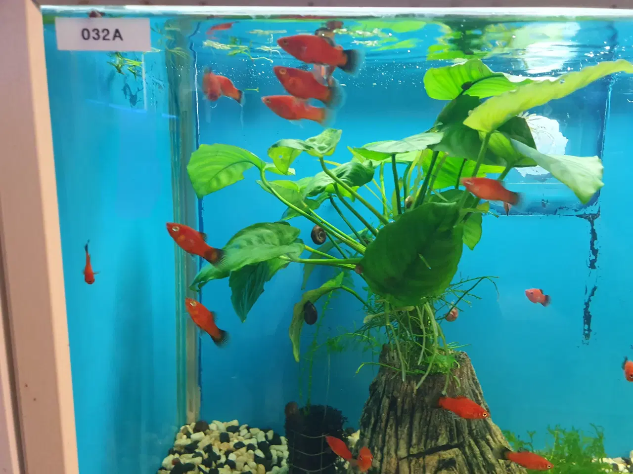 Billede 5 - đ Platy akvariefisk sĂŚlges â flotte farver og sun