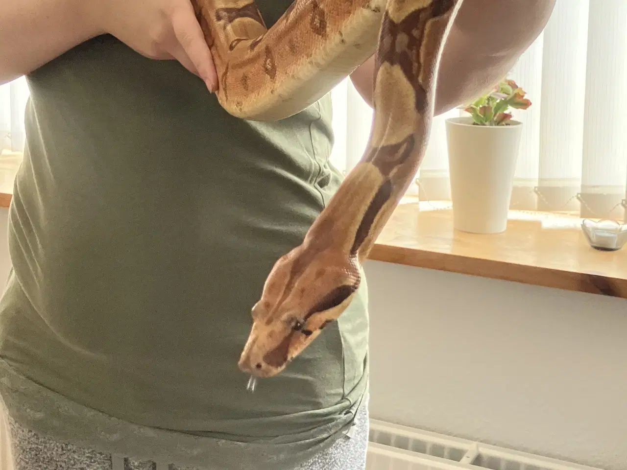 Billede 5 - 1.0 hypo jungle pastel boa