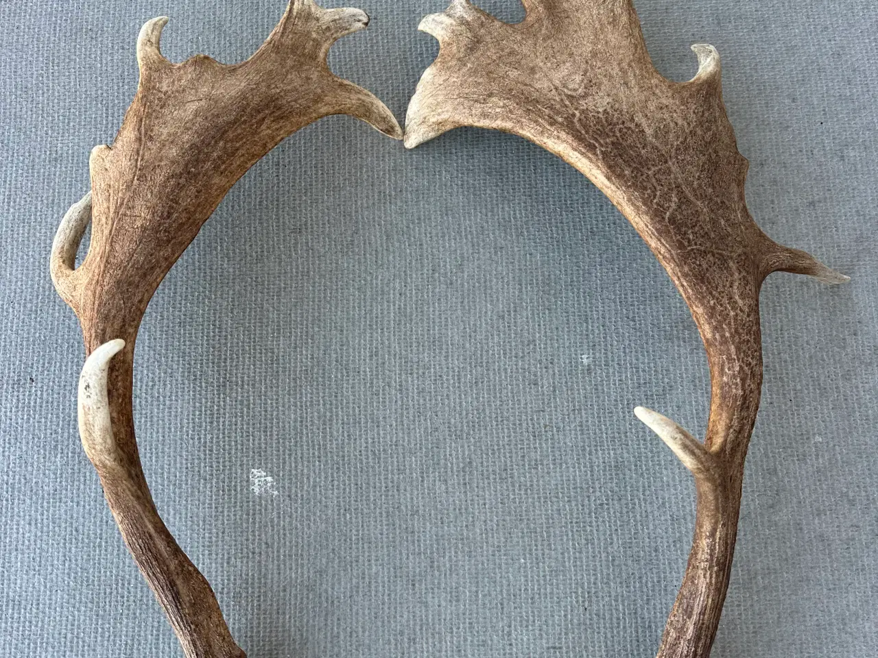 Billede 1 - Store flotte kastestænger fra dåhjorte sælges