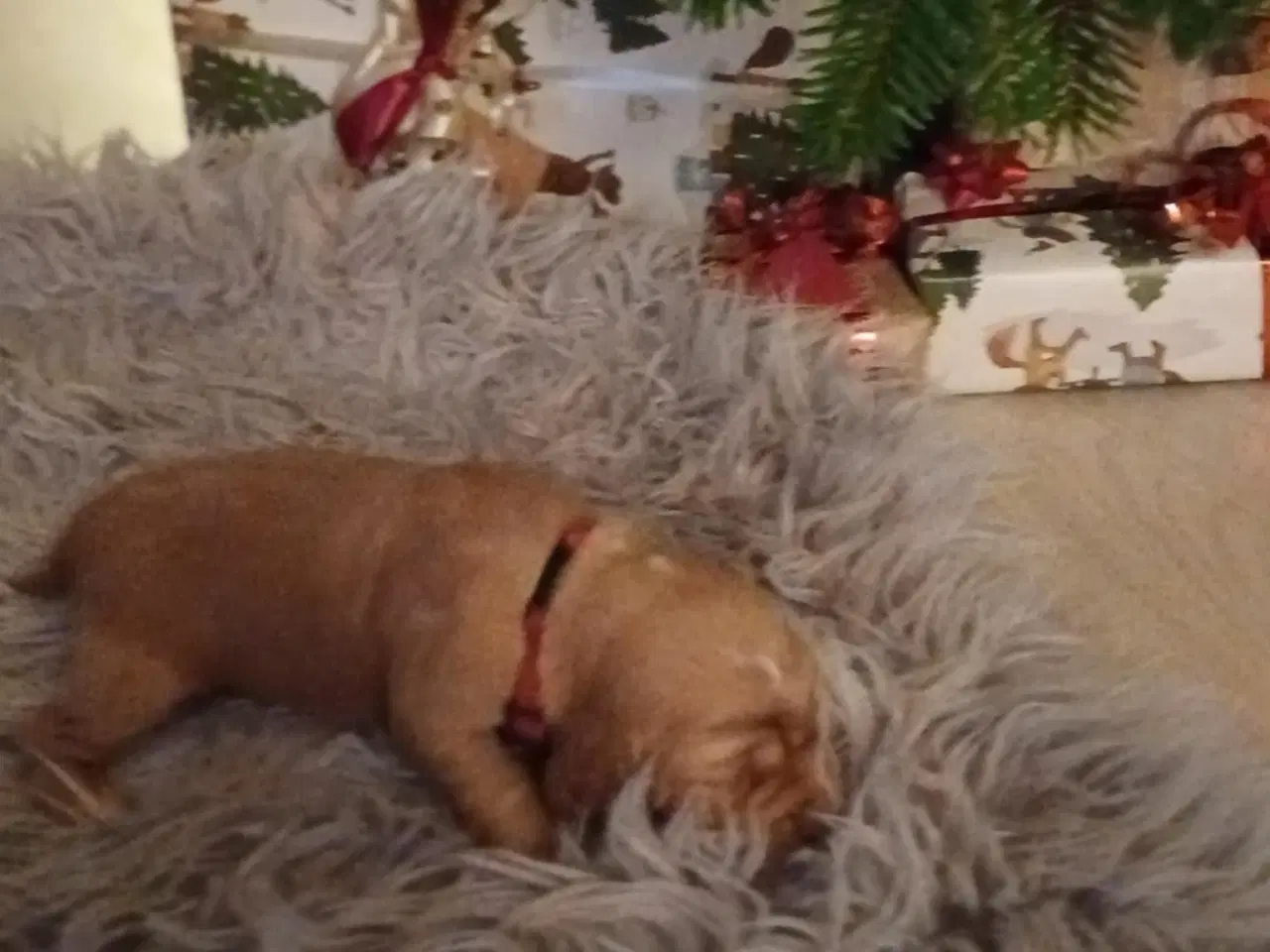 Billede 2 - Cocker Spaniel hvalpe sælges